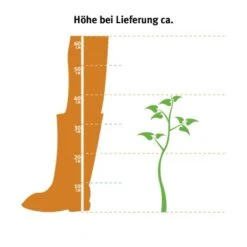 Hainbuche Set à 110 Stück Höhe Ca. 125 - 150 Cm Topf Ca. 5 L Carpinus Betulus -Familie Produkt Geschäft 2 l thuja occidentalis 2