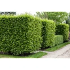 Hainbuche Set à 110 Stück Höhe Ca. 125 - 150 Cm Topf Ca. 5 L Carpinus Betulus -Familie Produkt Geschäft 3855863 3358 3