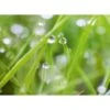 Spritzschutz-Rückwand WandArt Easy 80 Cm X 58,5 Cm Grass (D4002P BRIL) FSC® 1 Spritzschutz-Rückwand WandArt Easy 80 Cm X 58,5 Cm Grass (D4002P BRIL) FSC® -Familie Produkt Geschäft 424157 3526 1