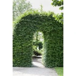 Rotbuche Grün Höhe Ca. 60 - 80 Cm Topf Ca. 3 L Fagus Sylvatica -Familie Produkt Geschäft 4374872 3358 3