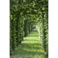 Rotbuche Grün Höhe Ca. 60 - 80 Cm Topf Ca. 3 L Fagus Sylvatica -Familie Produkt Geschäft 4374872 3358 4