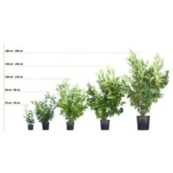 Hainbuche Set à 110 Stück Höhe Ca. 125 - 150 Cm Topf Ca. 5 L Carpinus Betulus -Familie Produkt Geschäft 72246 3358 kirschlorbeer 3 1