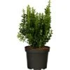 Spindelstrauch "Green Wonder" 6er-Pack Euonymusjaponica -Familie Produkt Geschäft 846394 3358 01