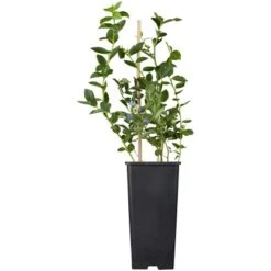 Heidelbeere "Bluegold" Blau Höhe Ca. 40 - 50 Cm Topf Ca. 5 L Vaccinium